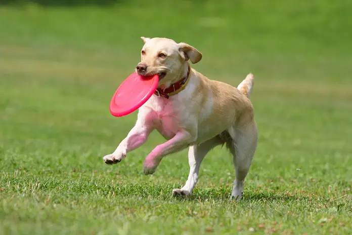 yellow labrador retriever frisbee disc