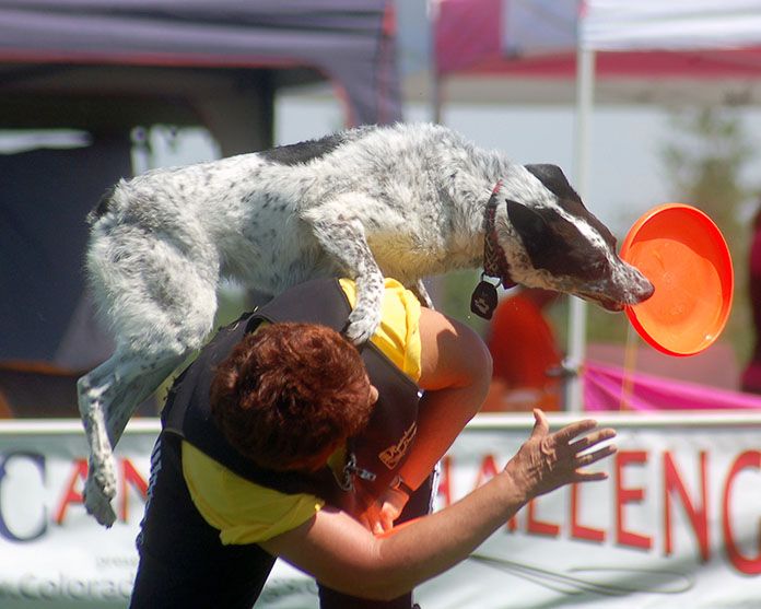 australian cattle frisbee