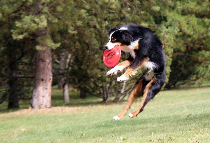 australian shephered midair frisbee catch