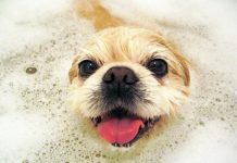 baby shampoo for dogs