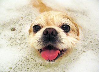 baby shampoo for dogs