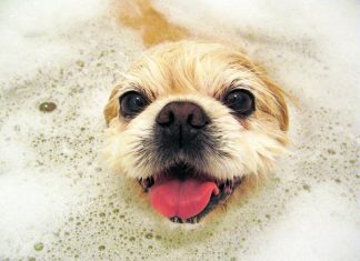 baby shampoo for dogs