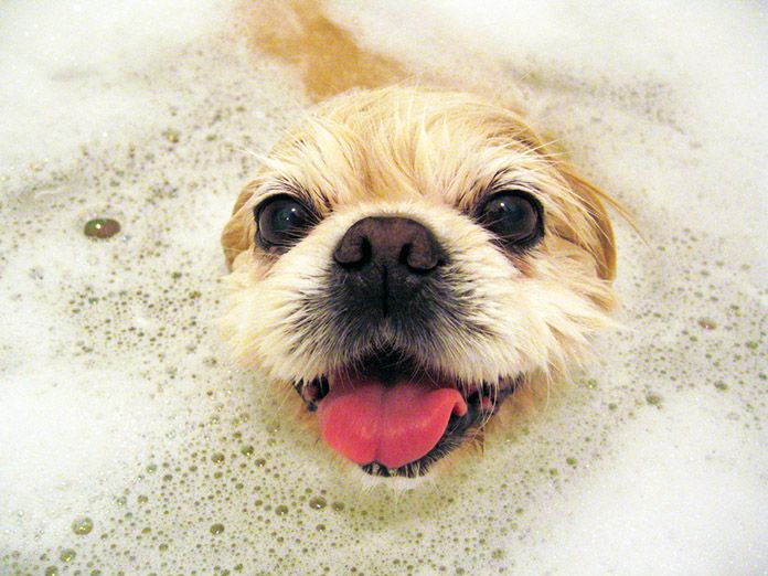 baby shampoo for dogs