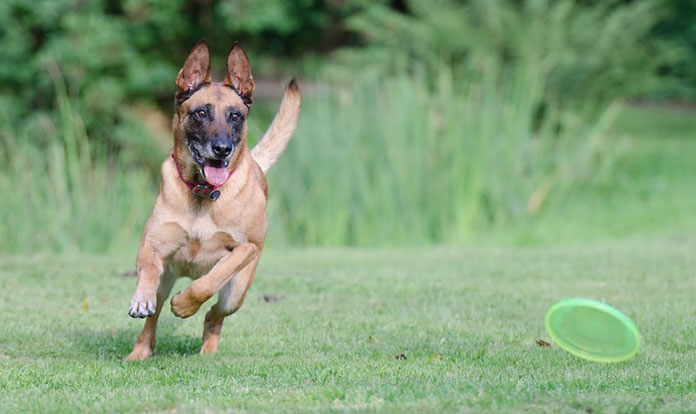 belgian malinois plays frisbee