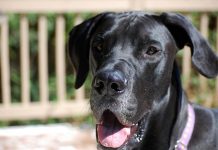 are pickles bad for dogs can dogs eat pickles are pickles safe for your s health are pickles bad for dogs can dogs eat pickles are pickles safe for your s health