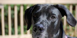 Best dog food for Great Danes