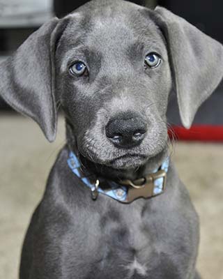 best food for great dane puppy