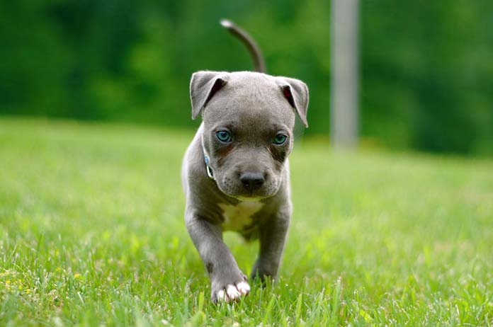 blue nose pit bull puppy