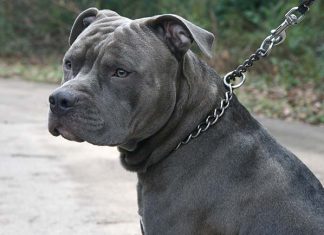 blue nose pitbull