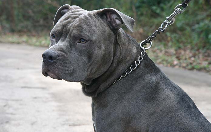 pitbull gray with blue eyes