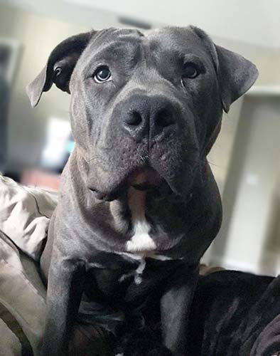 Blue pit bull