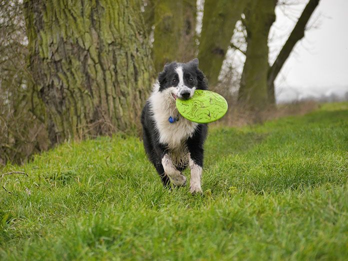 best frisbee dogs