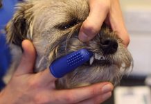 brushing dogs teeth