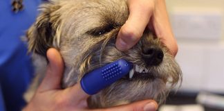 brushing dogs teeth