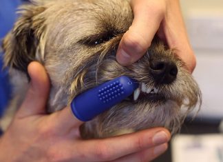 brushing dogs teeth