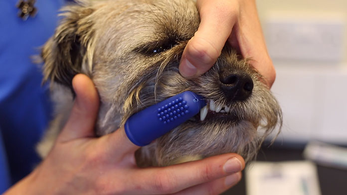 brushing dogs teeth