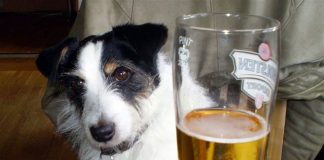 can dogs get drunk