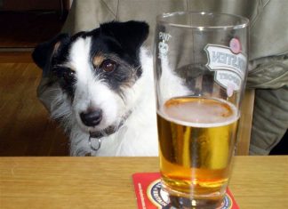 can dogs get drunk