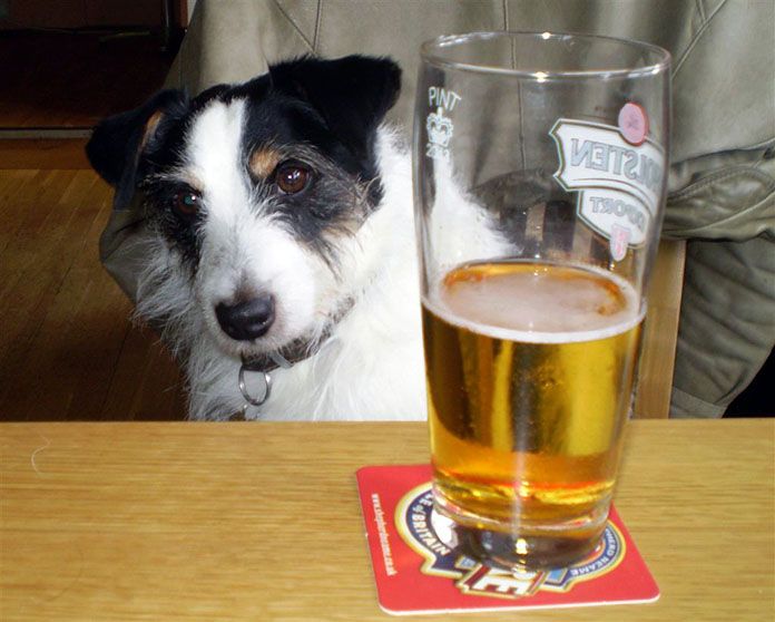 can dogs get drunk