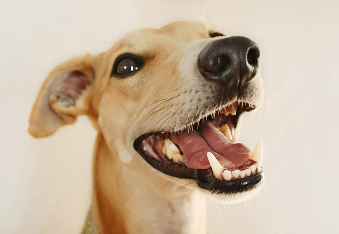 dog with clean teeth