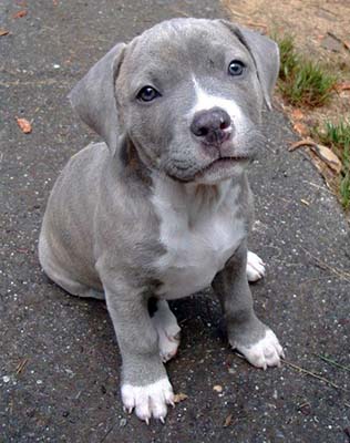 cute blue pitbull