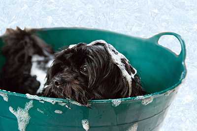 dog bath time