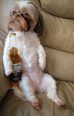 dog beer