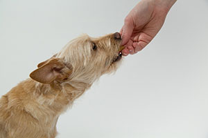 dog teeth cleaning treats