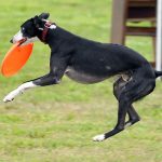 whippet playing frisbee