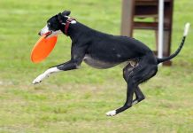 whippet playing frisbee