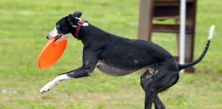 whippet playing frisbee