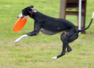 whippet playing frisbee