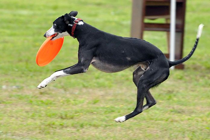 whippet playing frisbee