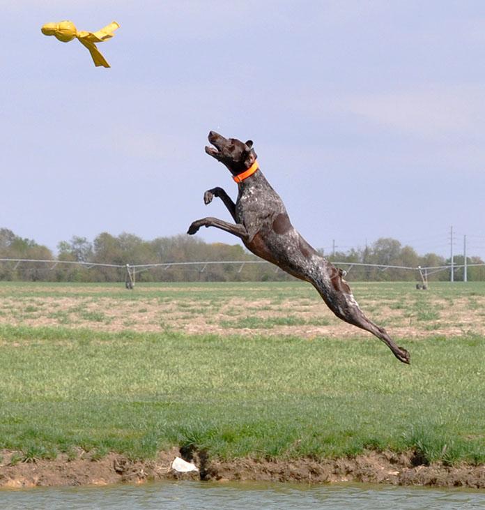 German Shorthaired Pointer midair fetch