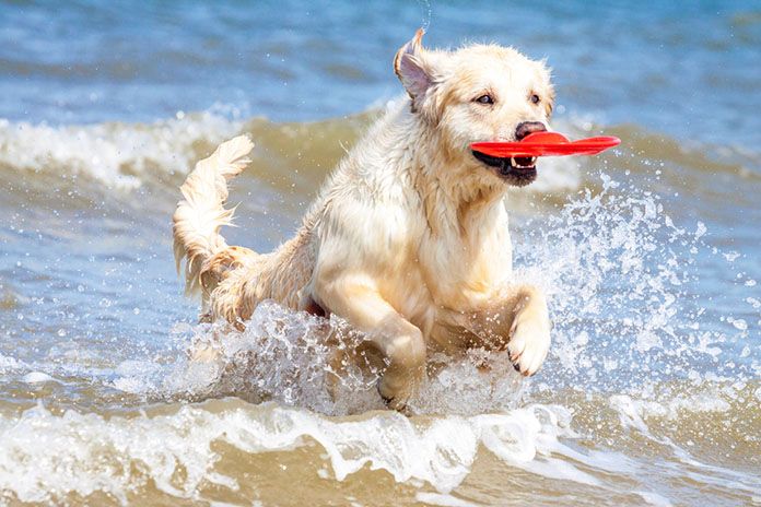 golden retriever beach frisbee