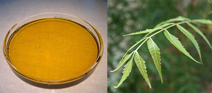 neem oil