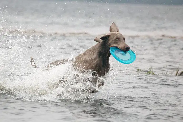 weimaraner play beach frisbee