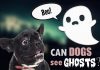 can dogs see spirits best food for great danes puppy to senior 2018 s health can dogs see spirits best food for great danes puppy to senior 2018 s health