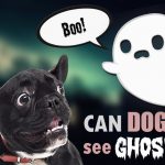 can dogs see ghosts