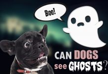 can dogs see ghosts