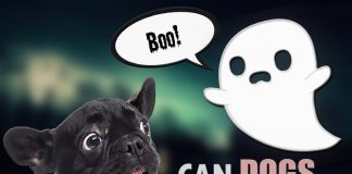 can dogs see ghosts