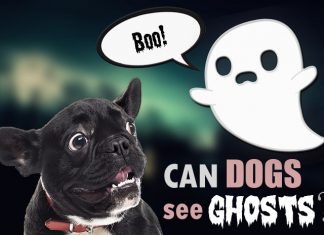 can dogs see ghosts