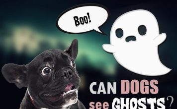 can dogs see spirits s health can dogs see spirits s health