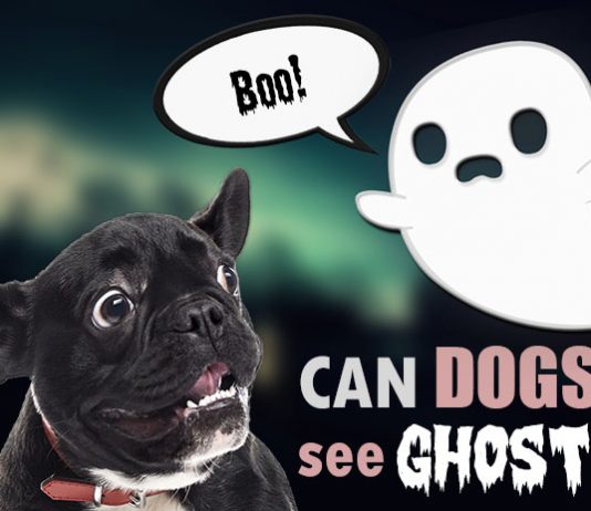 when can puppies see s health when can puppies see s health