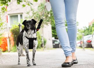 best retractable dog leash