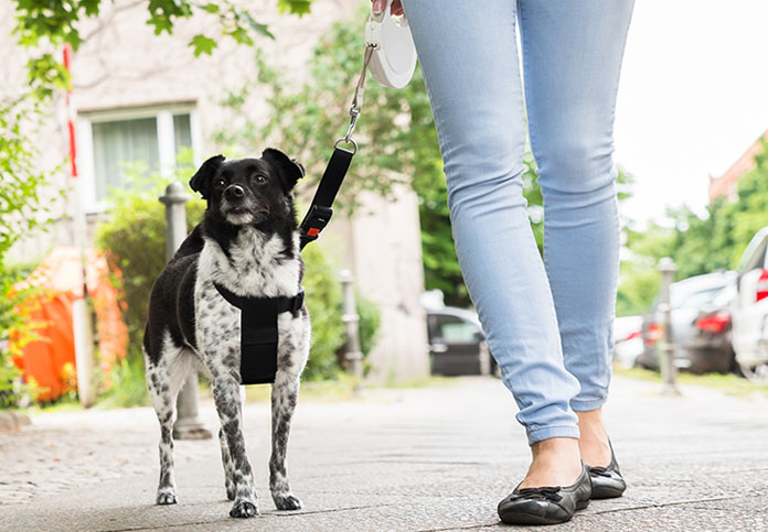 flexi leash replacement cord