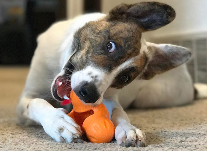 best chew toys for aggressive chewers