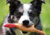 best chew toys for dogs