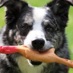 best chew toys for dogs