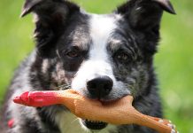 best chew toys for dogs